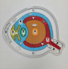 Load image into Gallery viewer, My Sight: Eye Puzzle for the Lightbox (Tactile & Braille) - designed with The American Printing House for the Blind (BUY at APH.org)