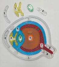 Load image into Gallery viewer, My Sight: Eye Puzzle for the Lightbox (Tactile &amp; Braille) - designed with The American Printing House for the Blind (BUY at APH.org)
