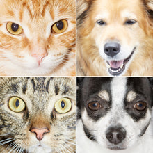 Load image into Gallery viewer, Young Puzzlers: Puppies &amp; Kitties
