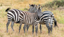 Load image into Gallery viewer, Stripes
